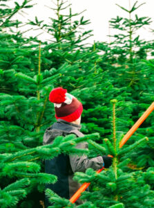 hunt the tree
