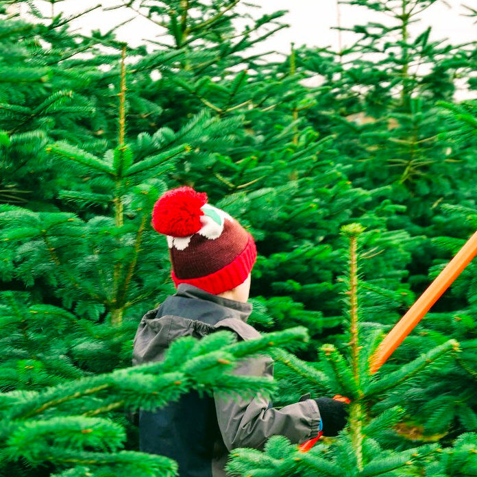 hunt the tree
