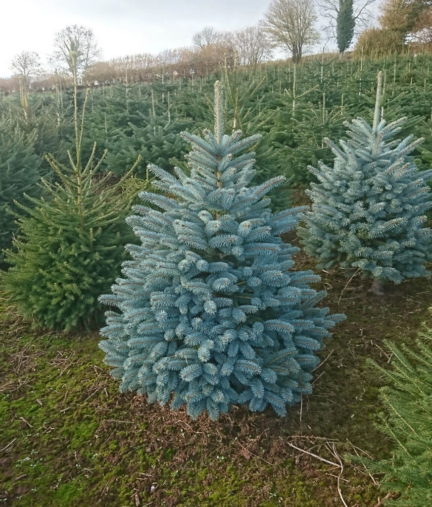 blues
