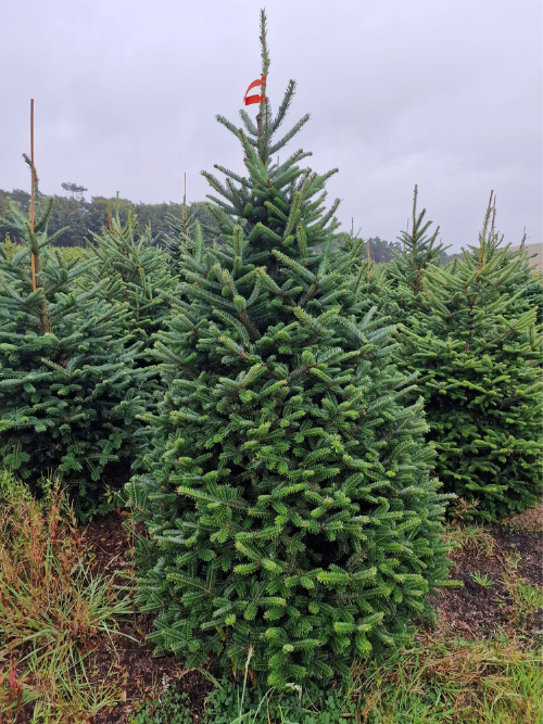fraser fir