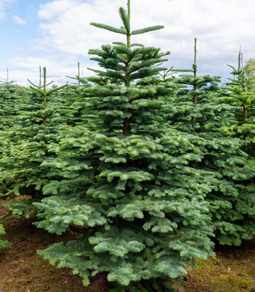 noble fir