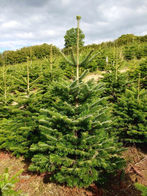 nordmann fir