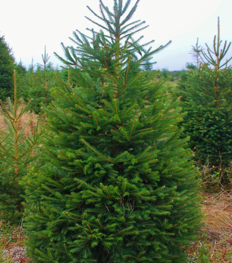 norway spruce