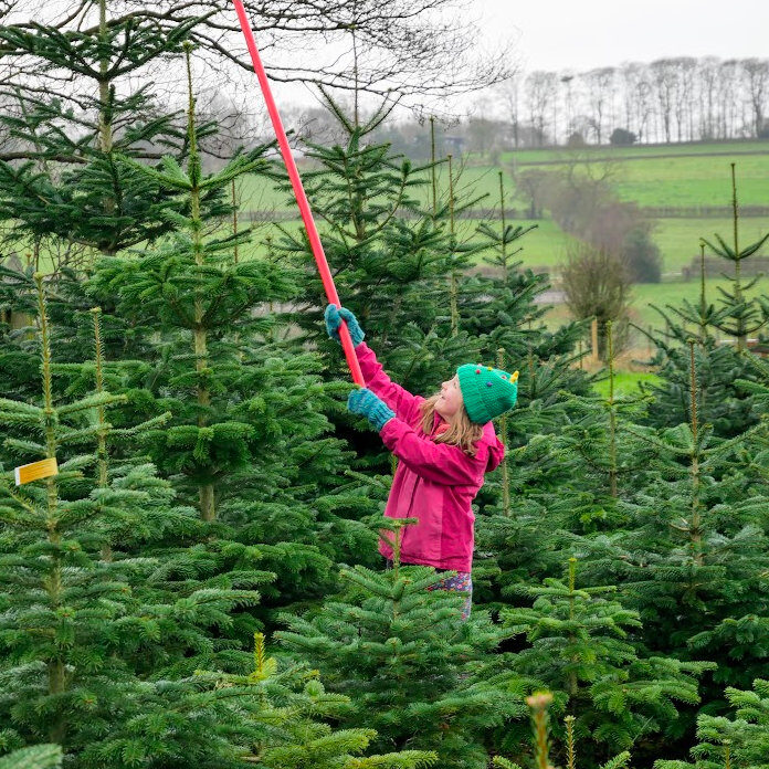 treemendously large treemendously large